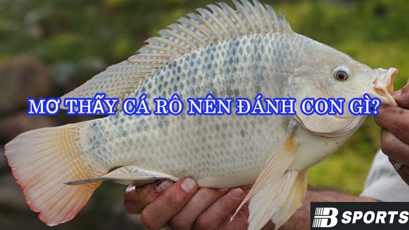 Mơ thấy cá rô nên đánh con gì trúng lớn hôm nay? Mơ thấy cá rô nên đánh con gì trúng lớn hôm nay?